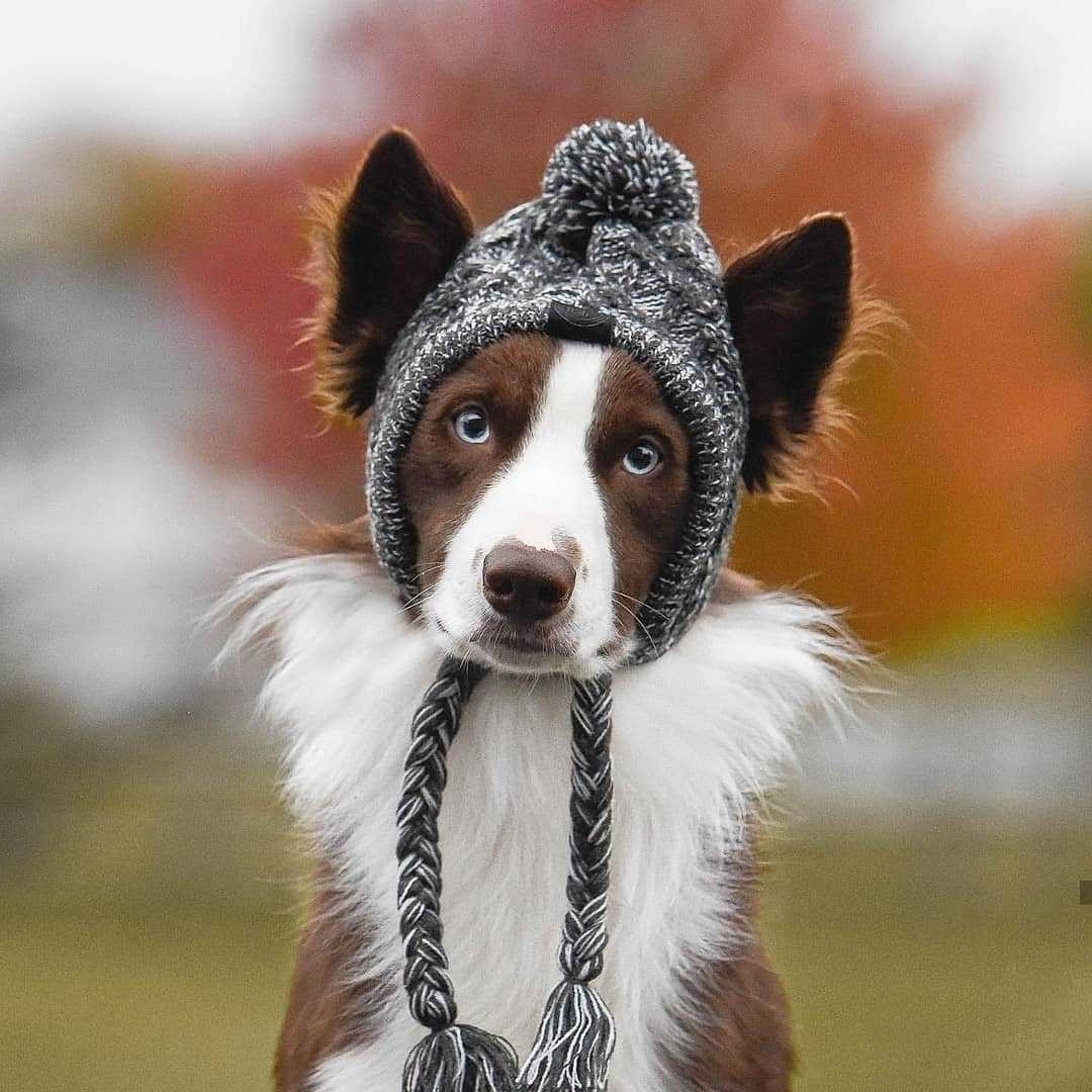 Tails Choice | Windproof Fluffy Knitted Hat