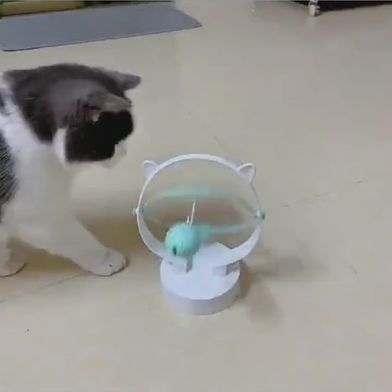 Home Cat Entertainment Play Swinging Ball