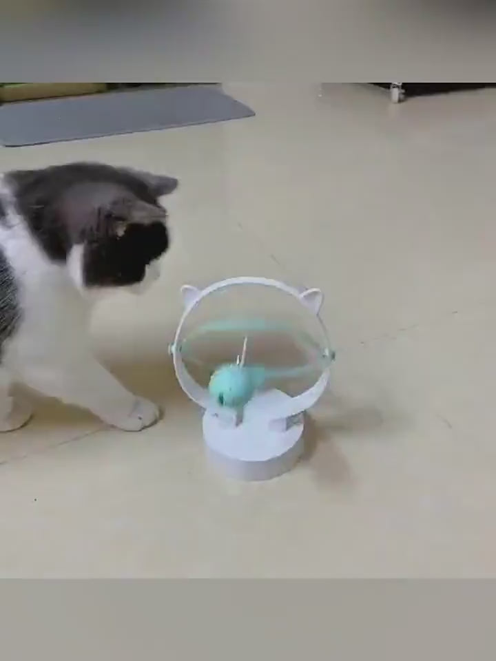 Home Cat Entertainment Play Swinging Ball